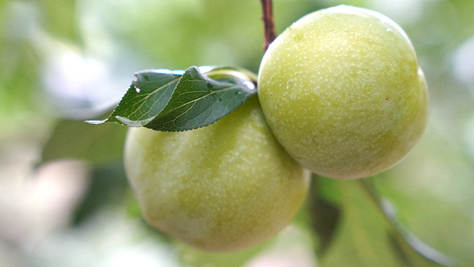 黃肉李八分熟採收