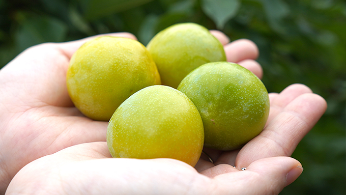 偏綠色的黃肉李