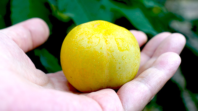 黃肉李放軟食用