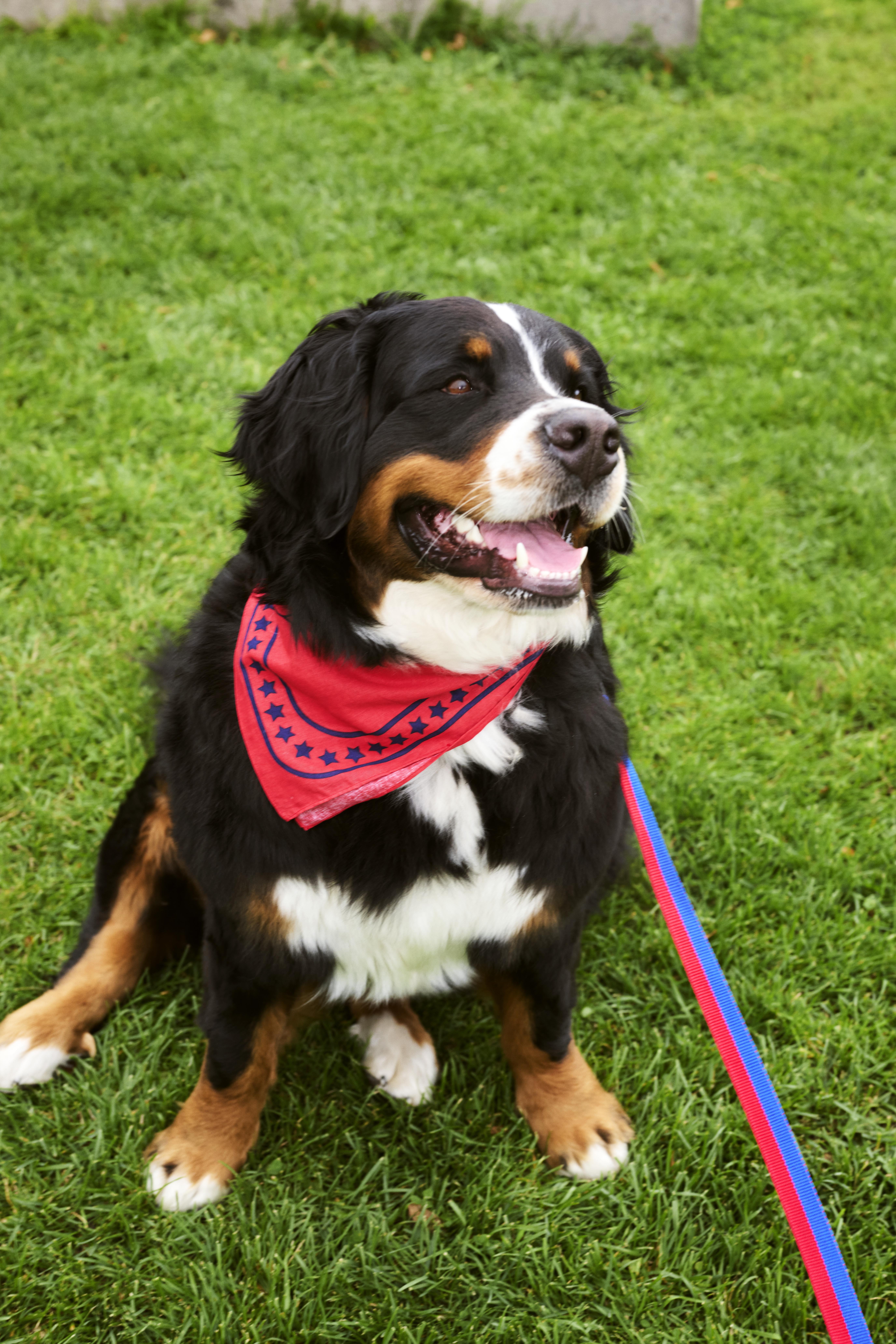 HAY Dogs Leash Flat / 寵物平款牽繩