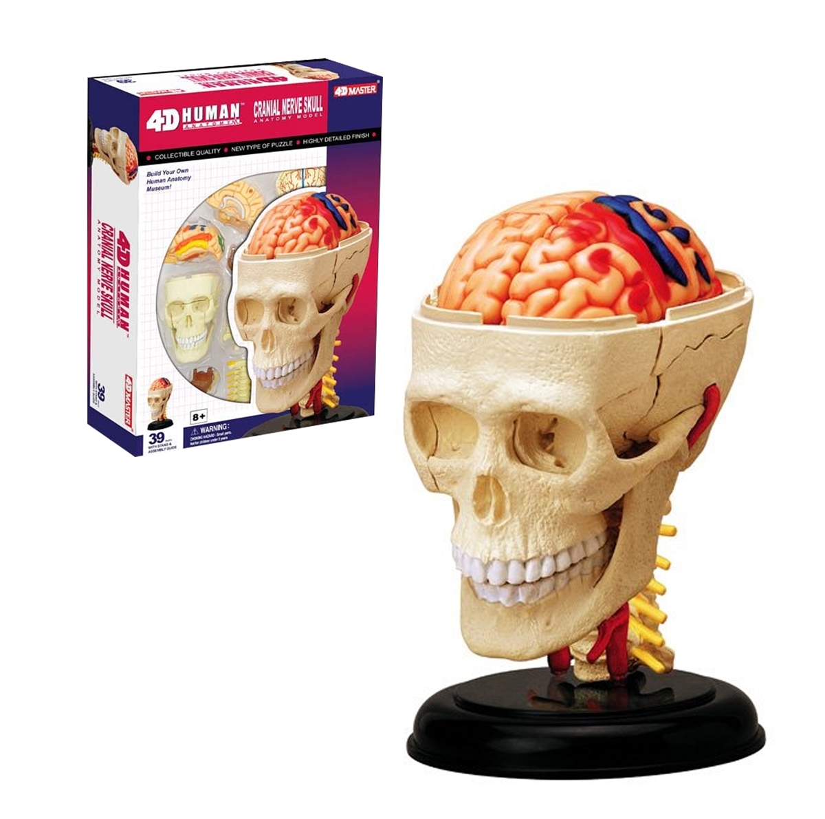 4D HUMAN - 4D HUMAN- CRANIAL NERVE SKULL ANATOMY MODEL