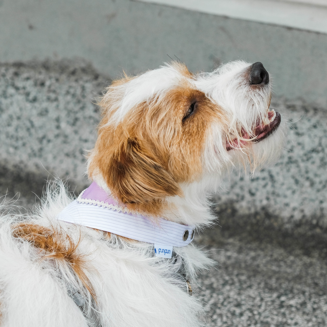 PuriPuri® 寵物領巾 - 紫丁香千層