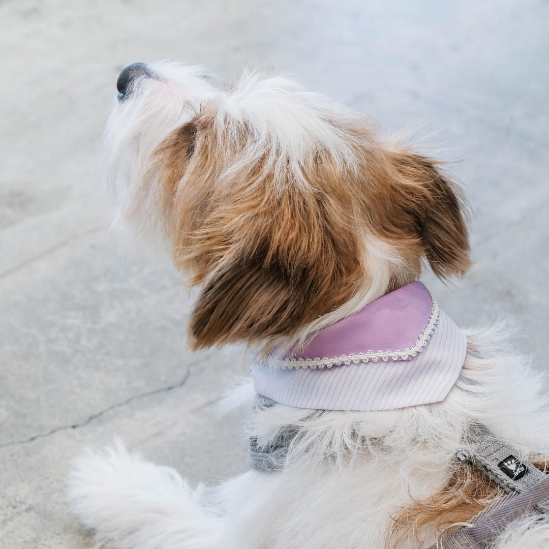 寵物領巾, 狗狗領巾, 貓咪領巾, 貓領巾, 狗領巾