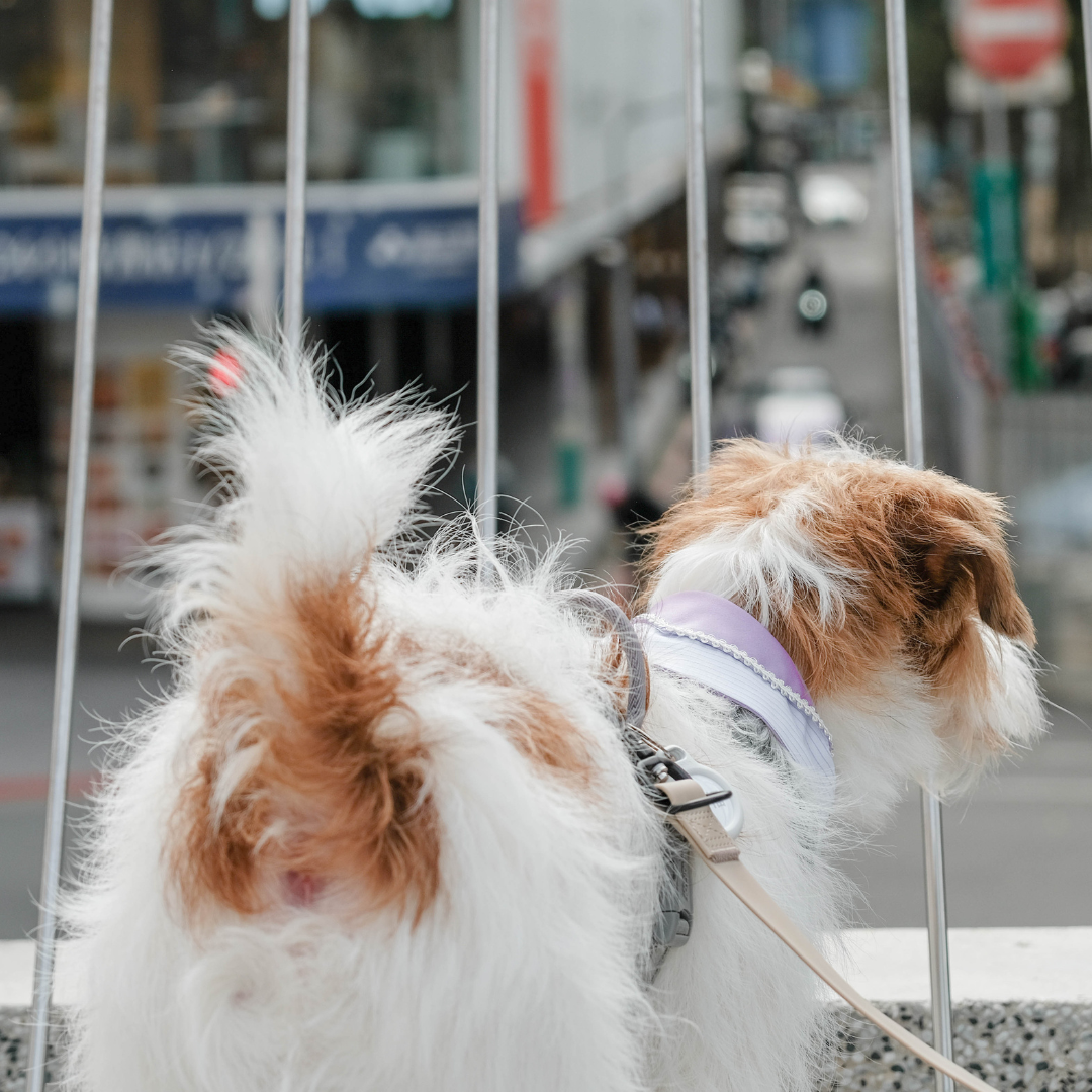 寵物領巾, 狗狗領巾, 貓咪領巾, 貓領巾, 狗領巾