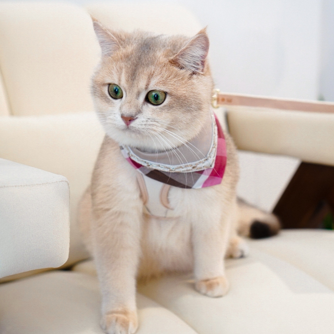 寵物領巾, 貓咪領巾, 狗狗領巾, 貓領巾, 狗領巾