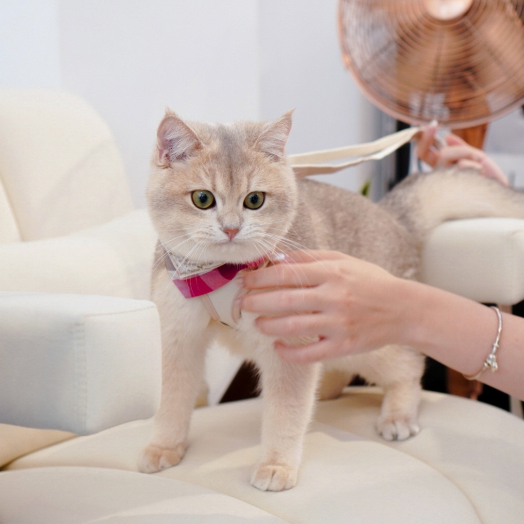 寵物領巾, 貓咪領巾, 狗狗領巾, 貓領巾, 狗領巾