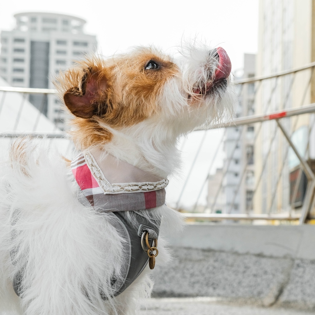 寵物領巾, 貓咪領巾, 狗狗領巾, 貓領巾, 狗領巾