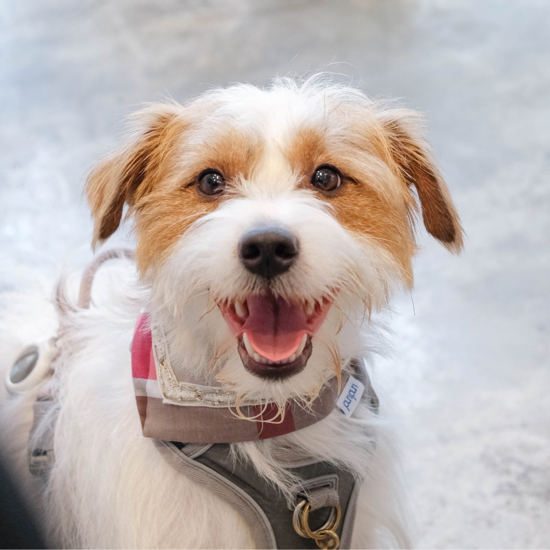 寵物領巾, 貓咪領巾, 狗狗領巾, 貓領巾, 狗領巾