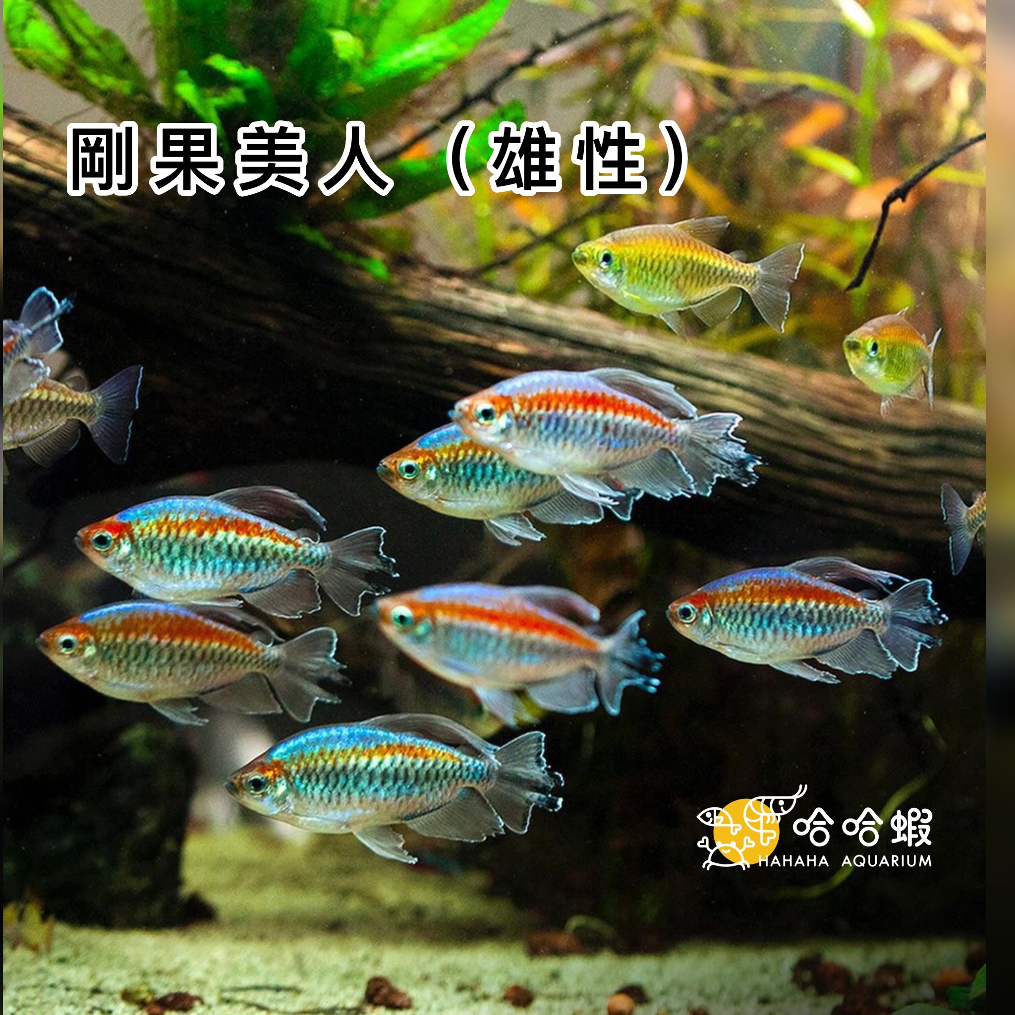 剛果美人 ｜ Congo Tetra