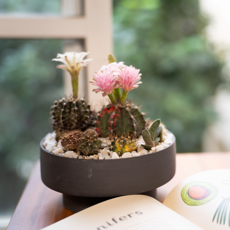 日本 HUNT9 Stef Chacoal