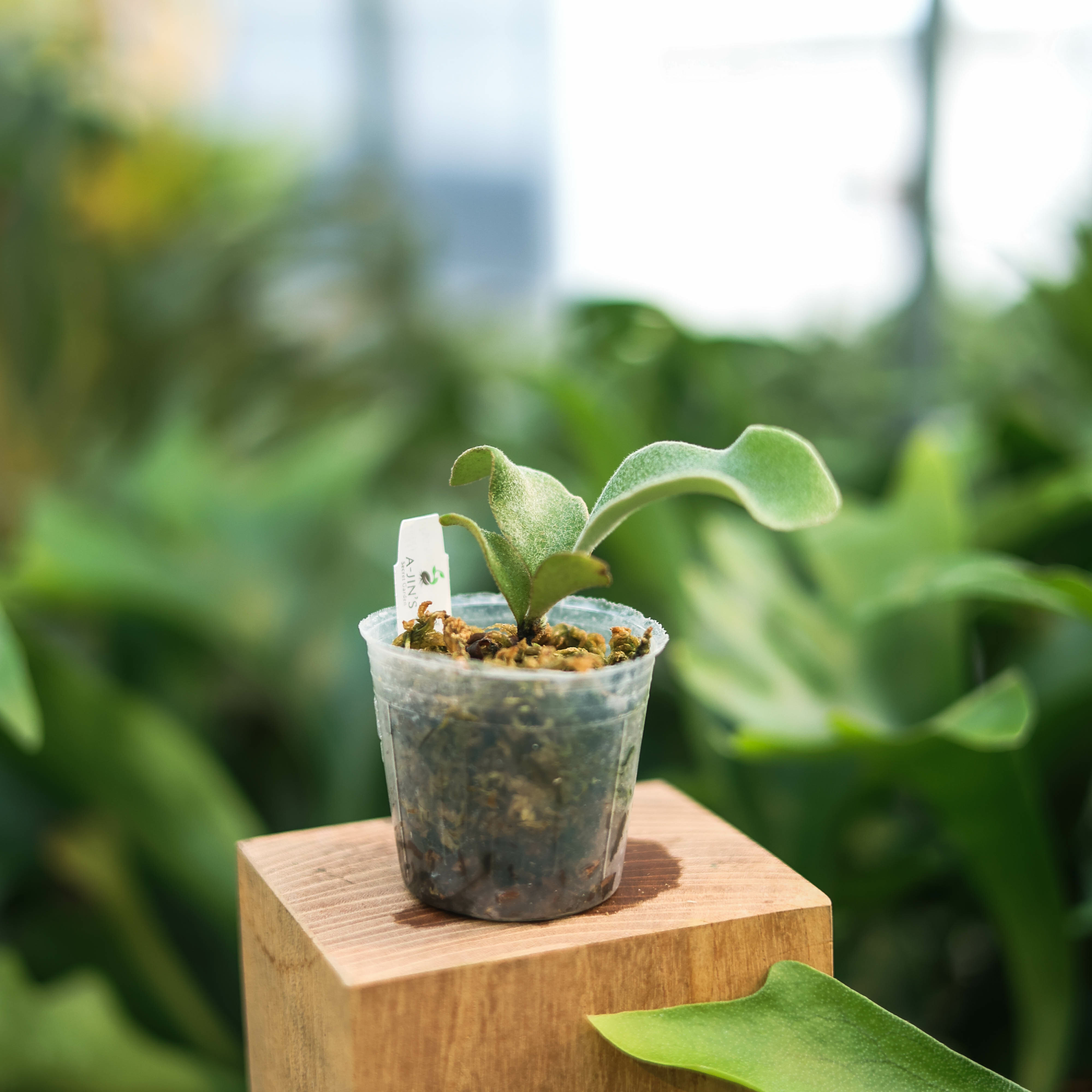 k銀鹿角蕨孢子苗1.7吋盆蕨類植物鹿角蕨上板觀葉植物