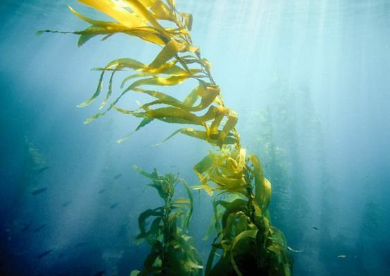 濃縮藻｜去瑕精華液 30ml