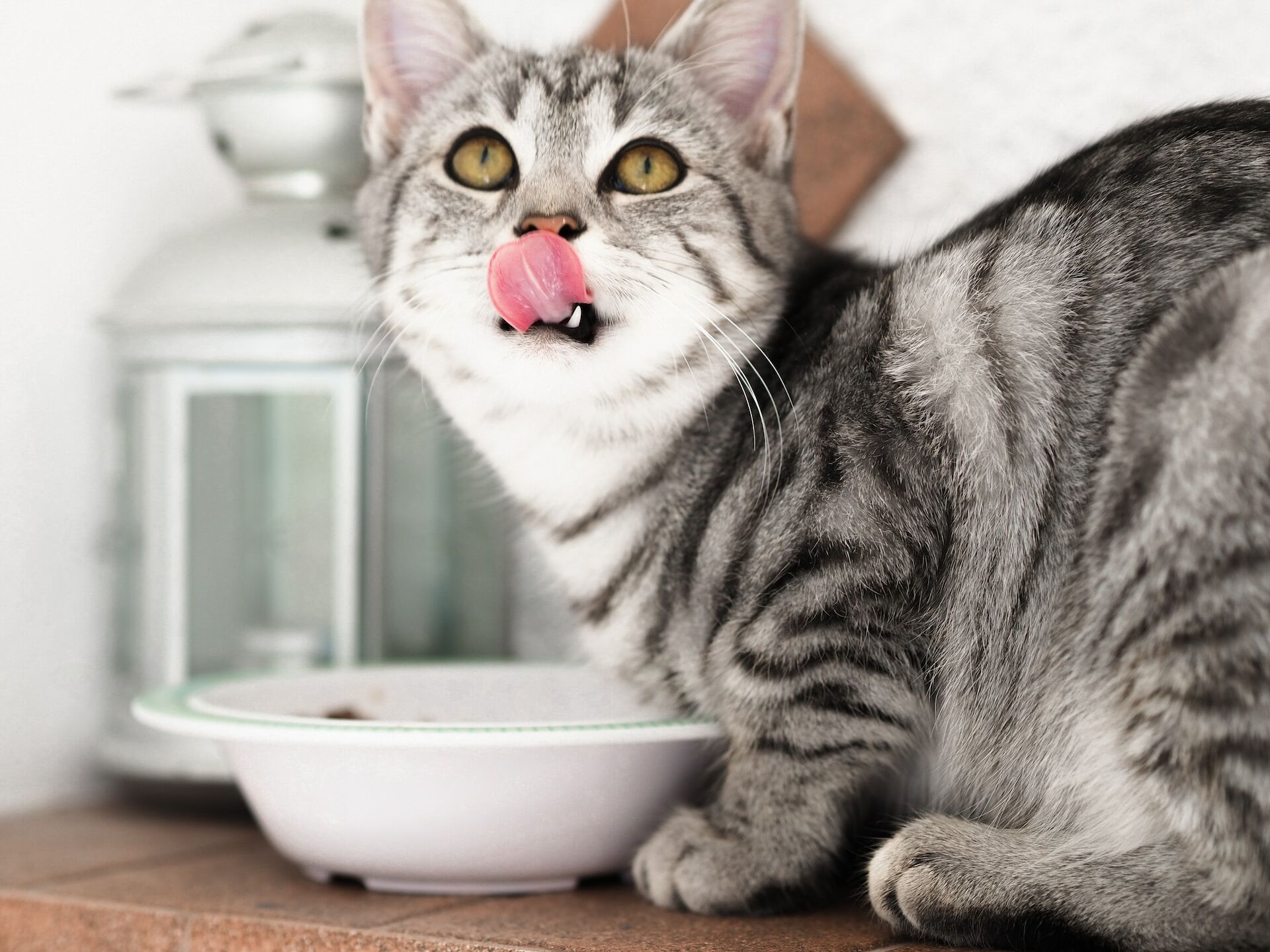 造成貓咪鉀離子低下的原因有很多，包括飲食不均衡、腎功能不全、消化系統問題、尿液排出異常、使用某些藥物及其他慢性疾病。