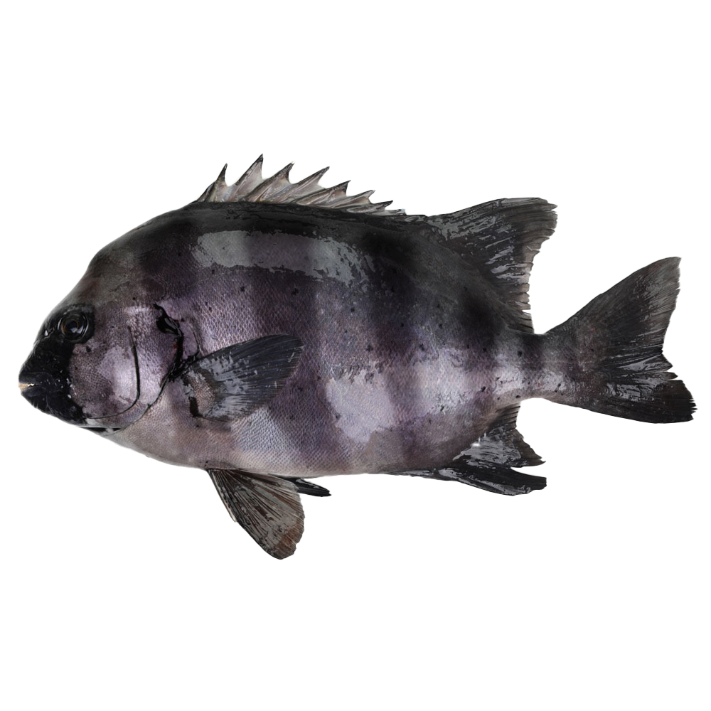 原條鮮魚-石鯛  (約1.5kg)