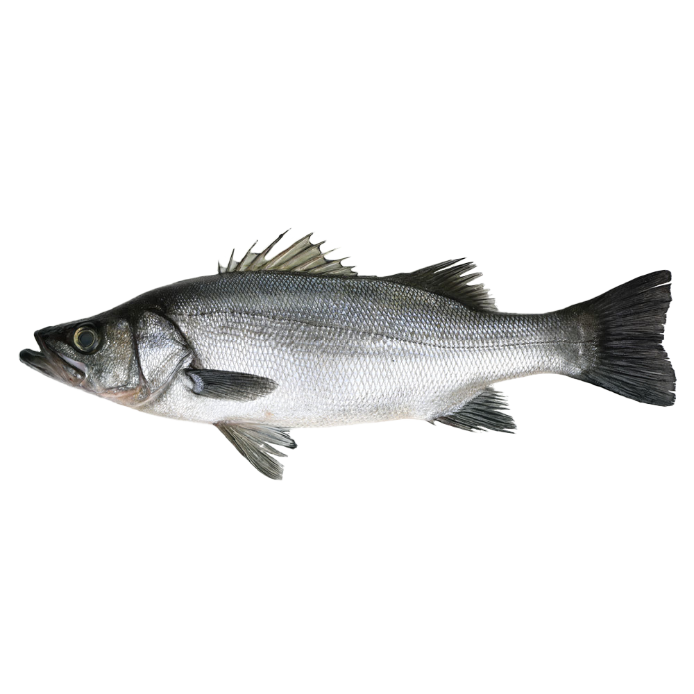 原條鮮魚-平鱸 (約2kg)