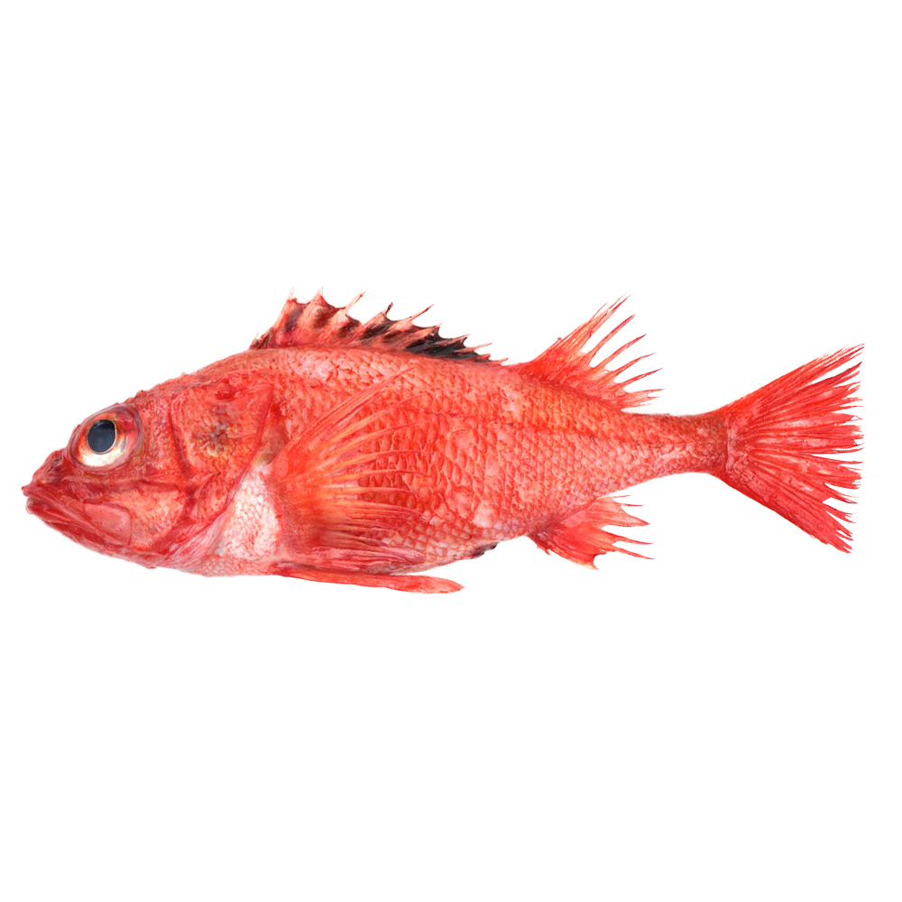 原條鮮魚-釣喜知次 (約600g up)