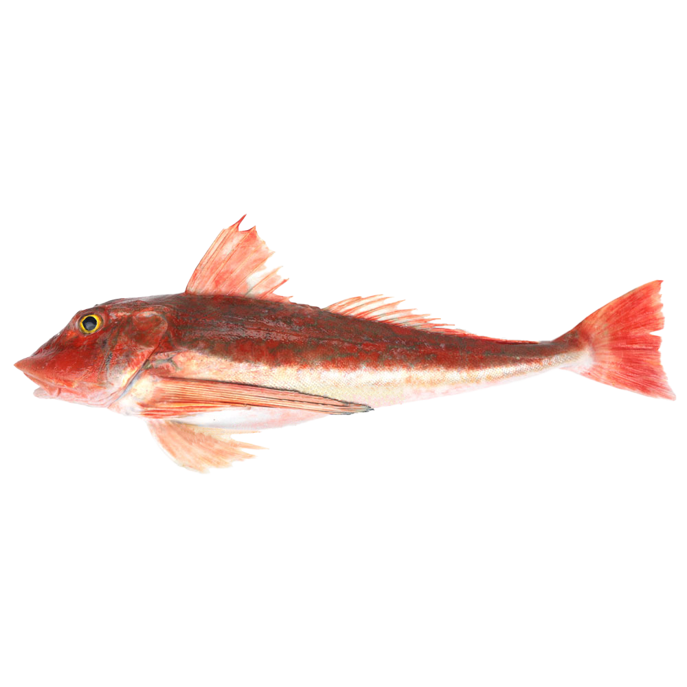 原條鮮魚-魴鮄 (約500-600g)