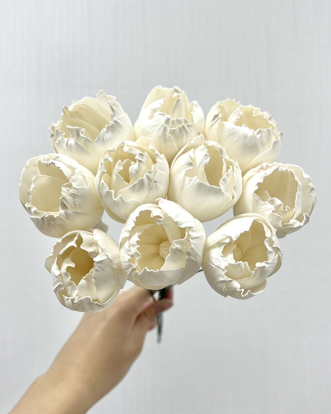 泰國索拉 鬱金香 5CM <十支一把> (高品質)