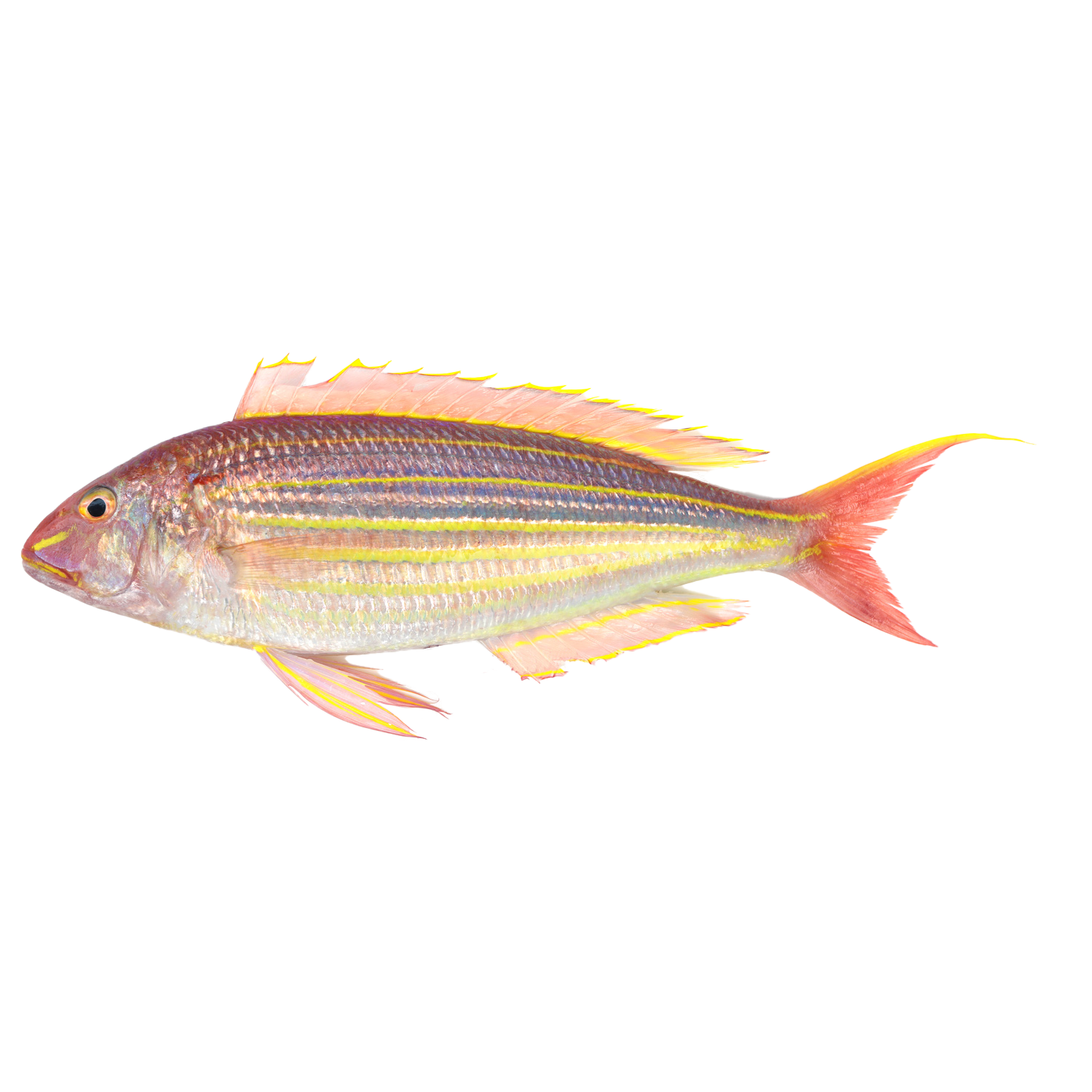 原條鮮魚-系撚鯛(約600-900g)