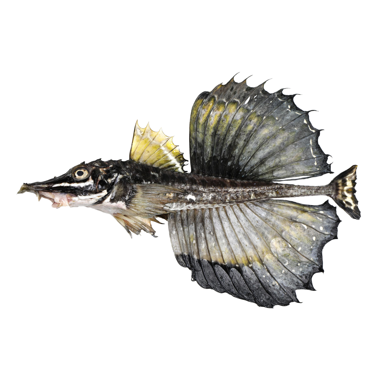 原條鮮魚-八角(約600-700g)