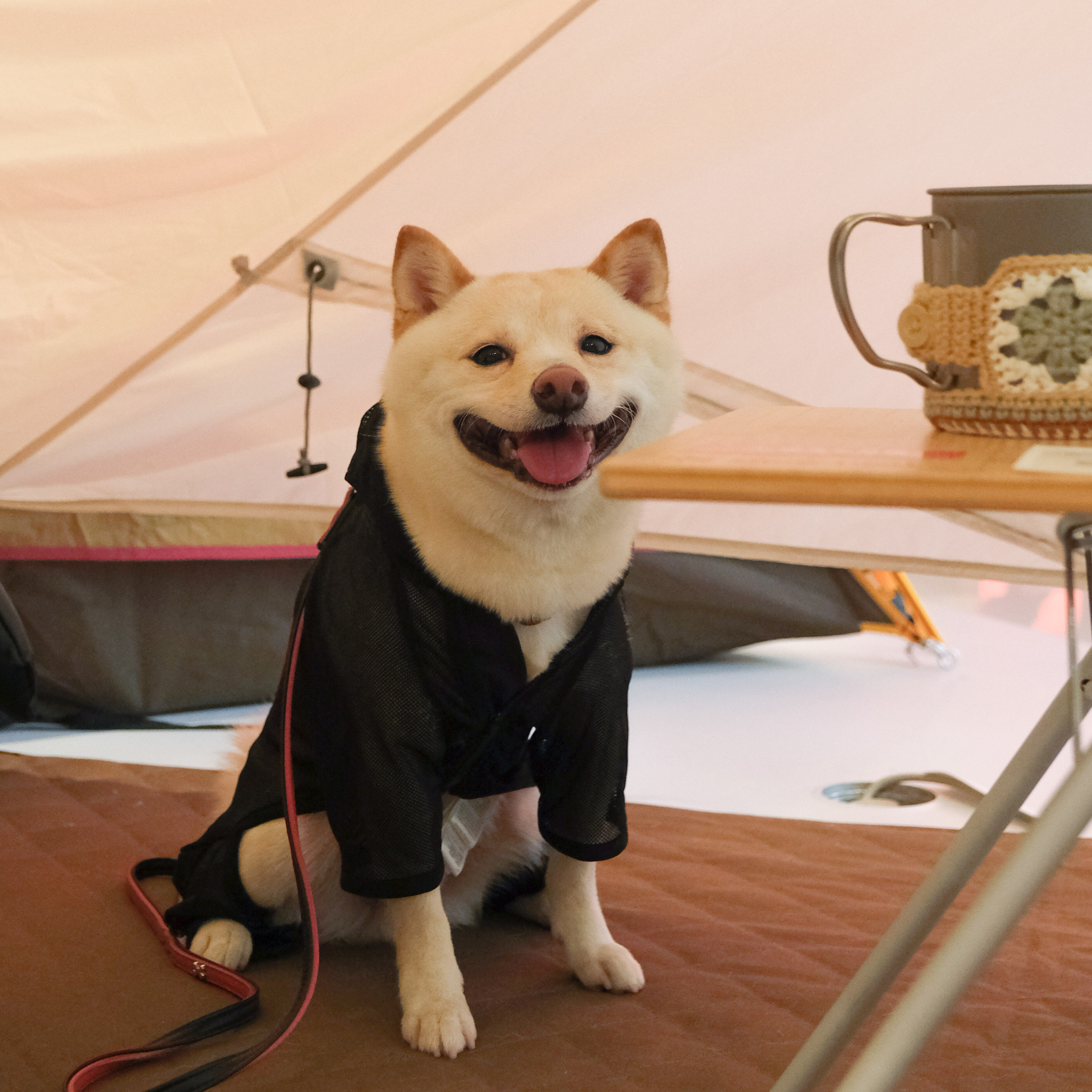 犬服・アクセサリー snow peak Dog Mesh Jacket M Snow Peak Dog Mesh Jacket Black DS-23SU00302BK E222