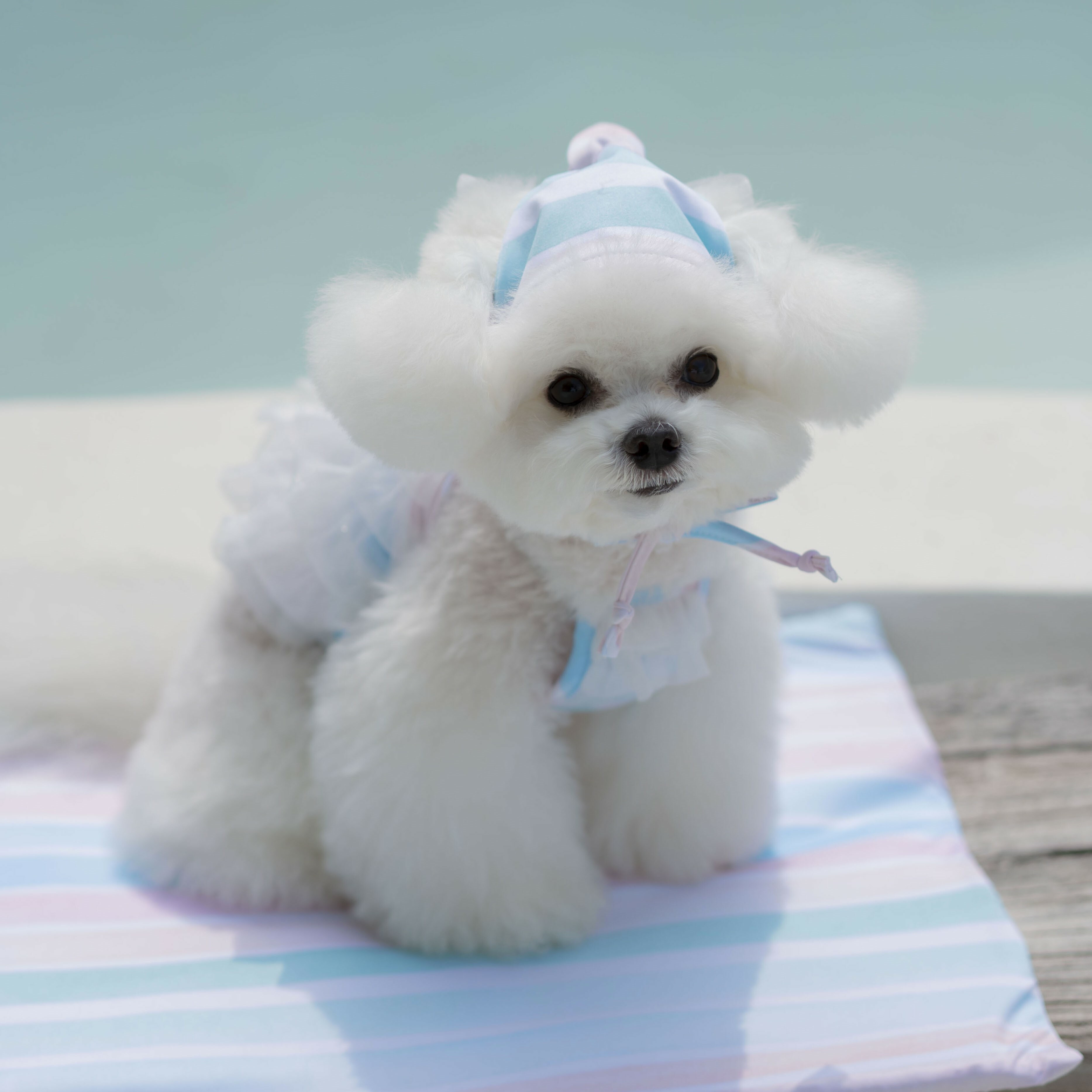 OPAAAP 夏日海灘泳裝泳帽系列