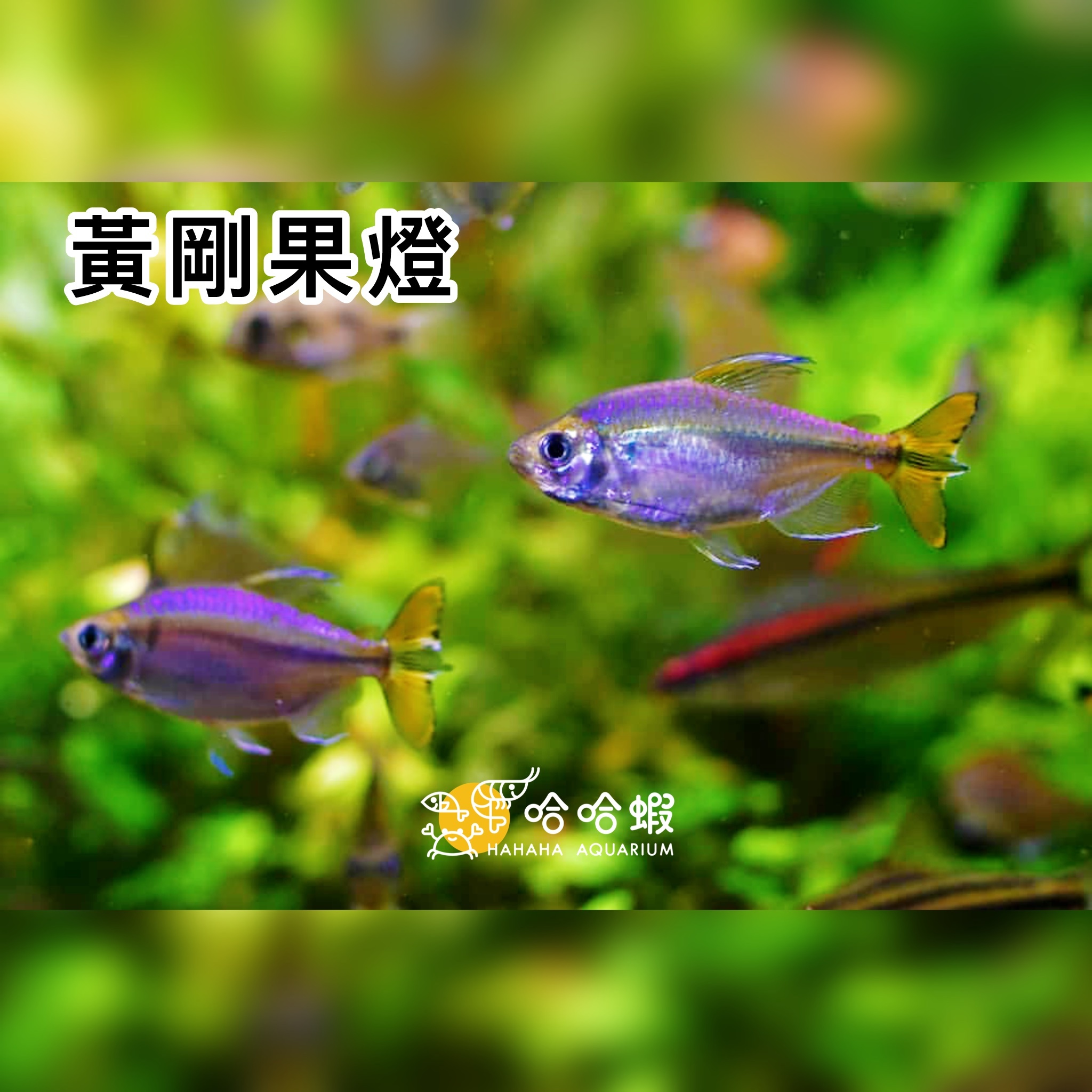 黃剛果燈 ｜Yellow Congo Tetra
