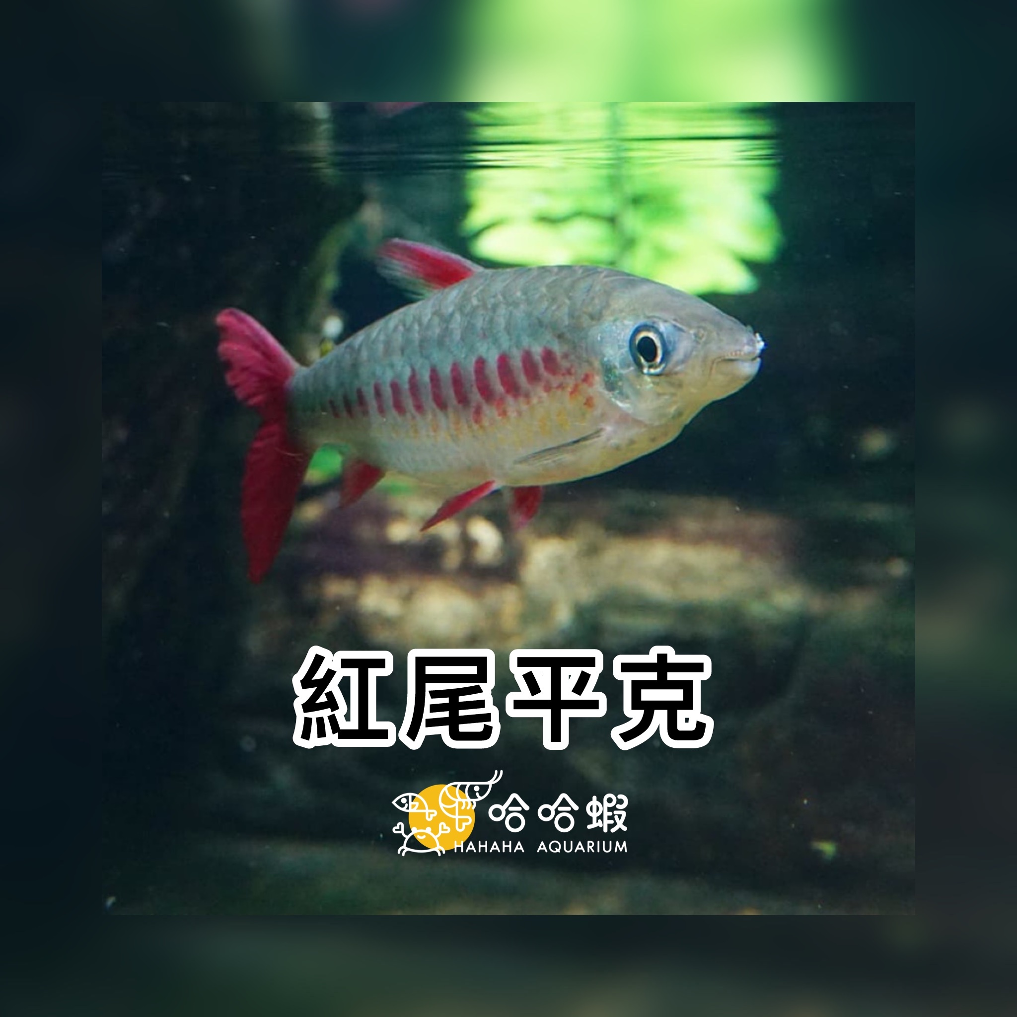 紅尾平克魚｜Pink Tail Characin