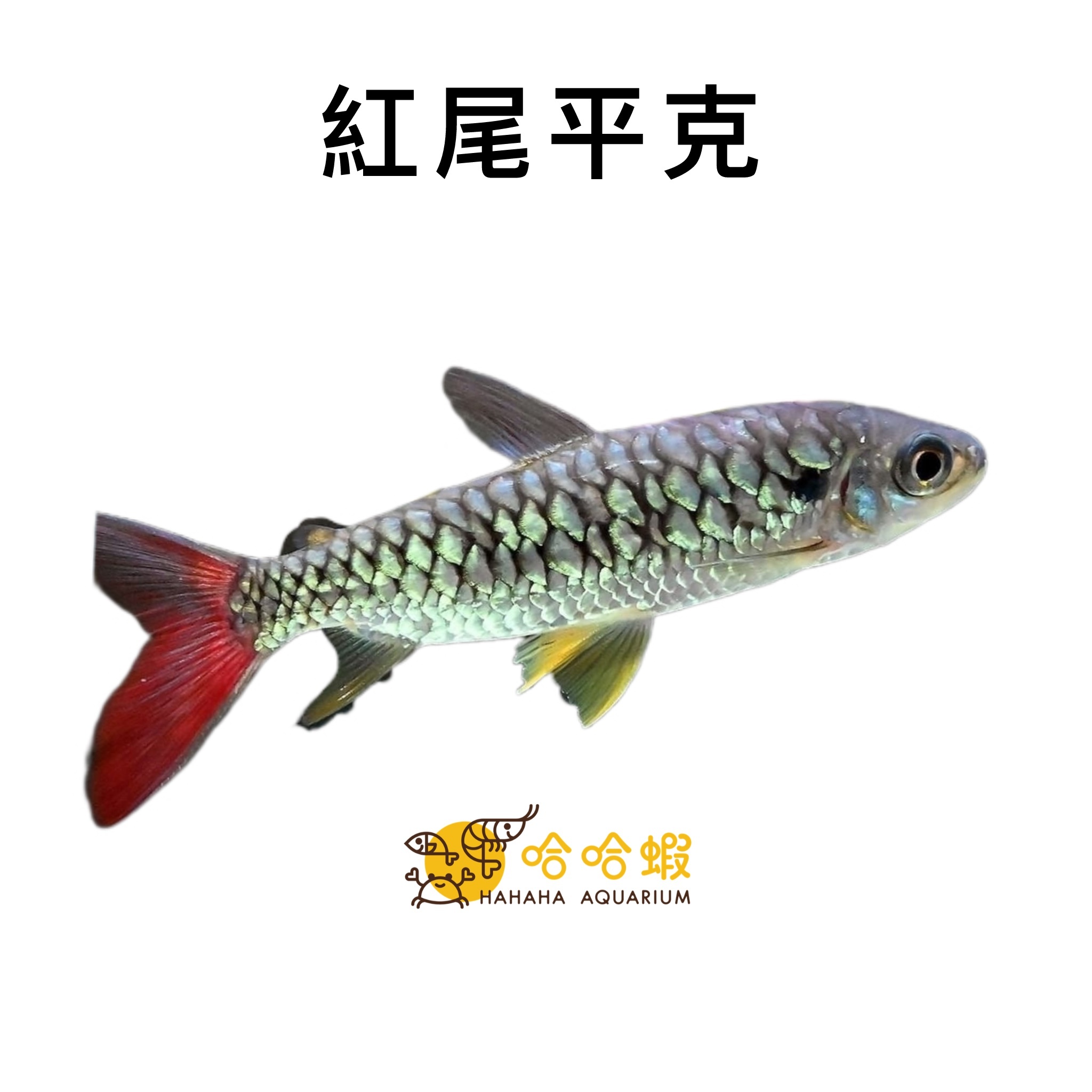 紅尾平克魚｜Pink Tail Characin