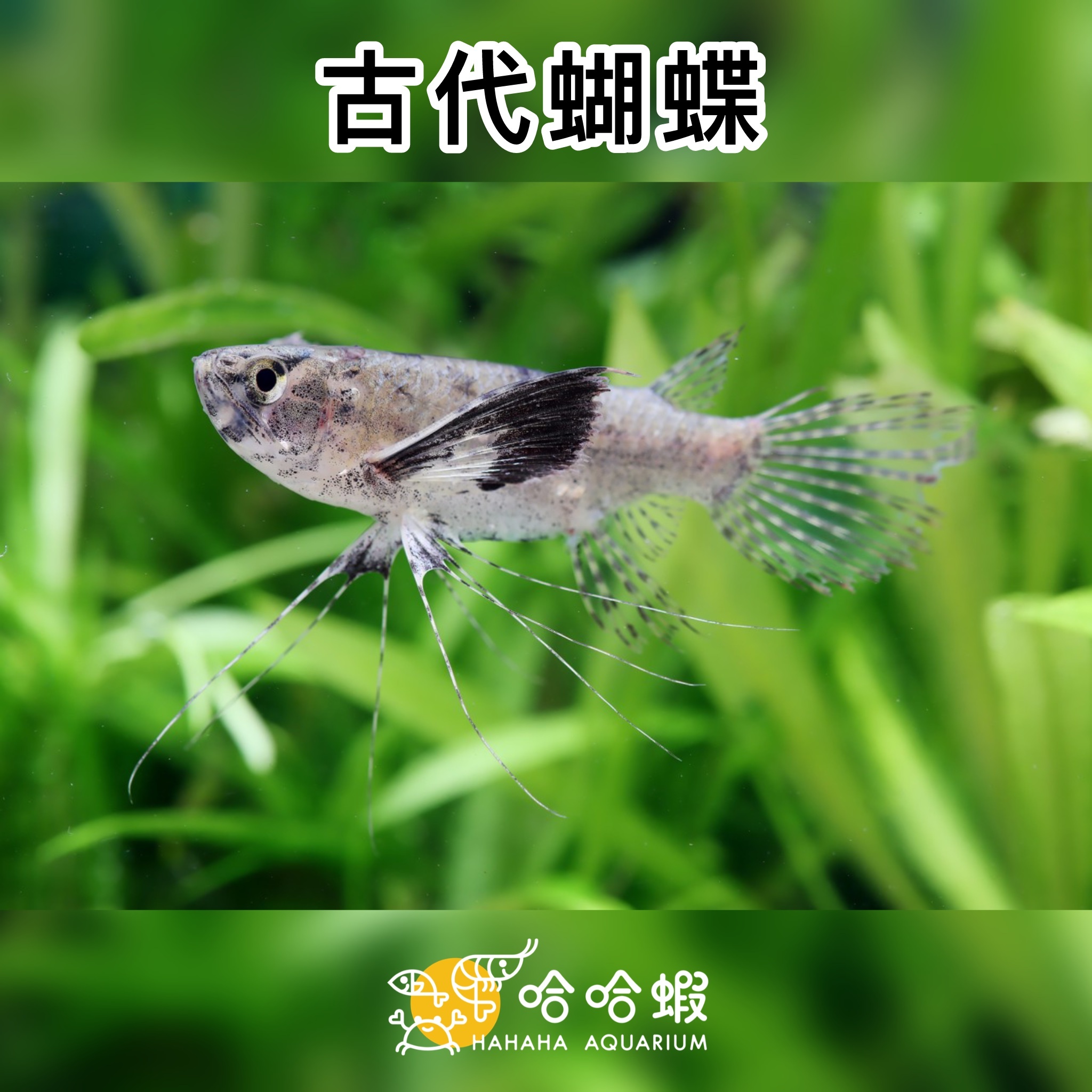 古代蝴蝶（Pantodon buchholzi）