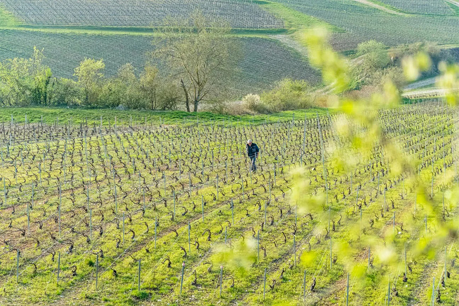 Champagne Drappier Rose de Saignee Brut NV︱Wine Couple