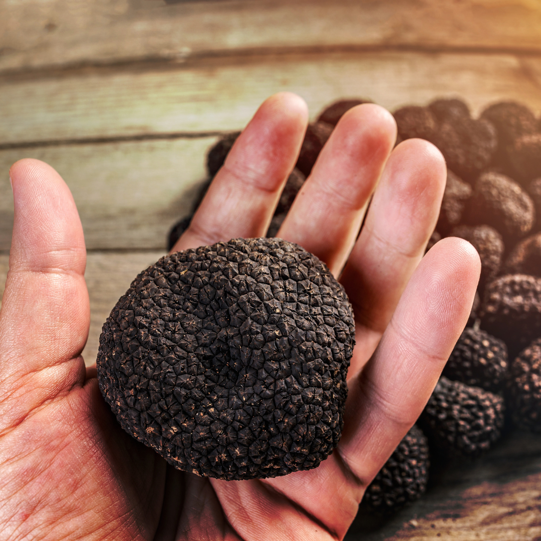 空運預購 新鮮松露