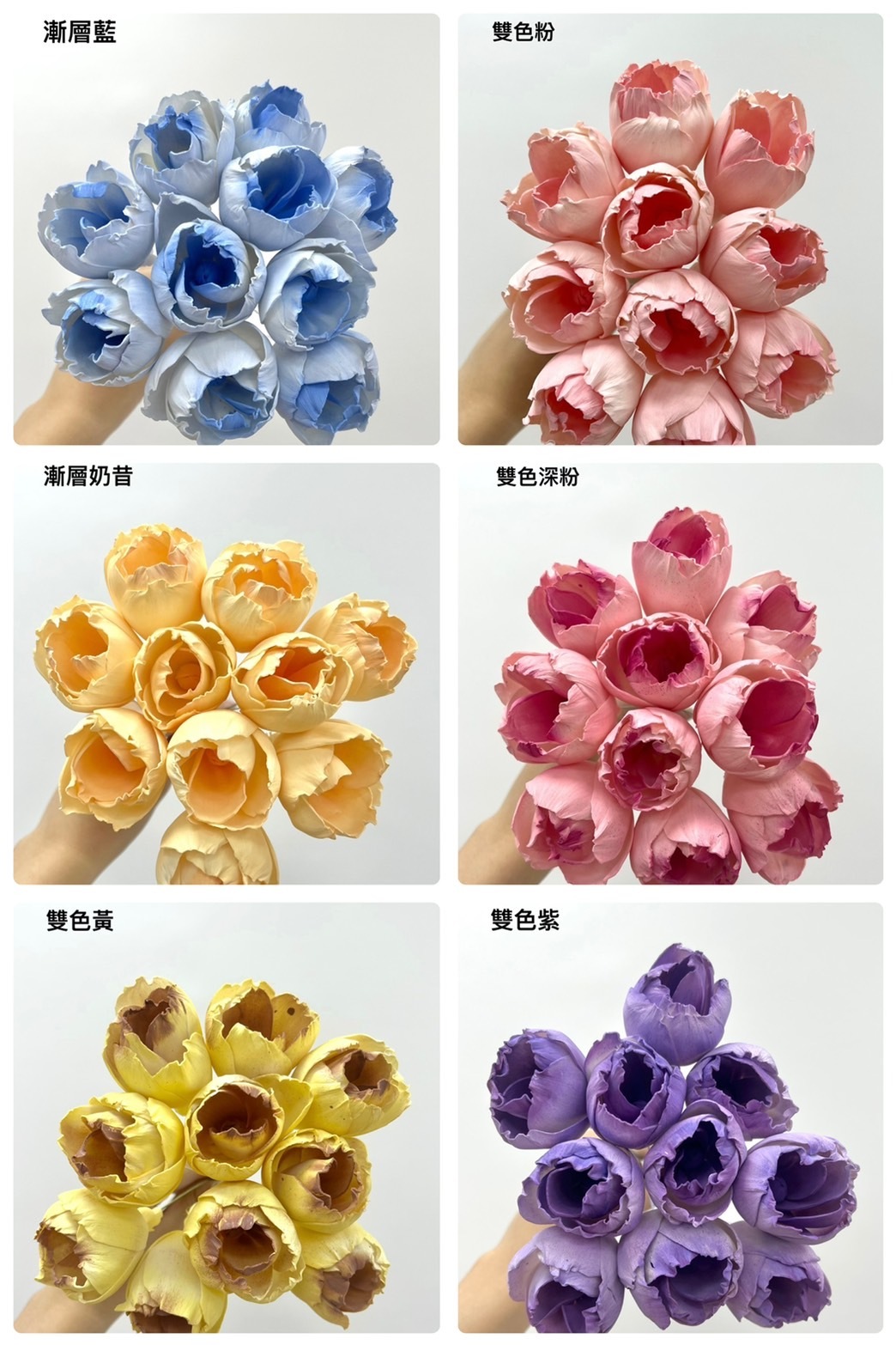 泰國索拉 鬱金香 5CM <十支一把> (高品質)