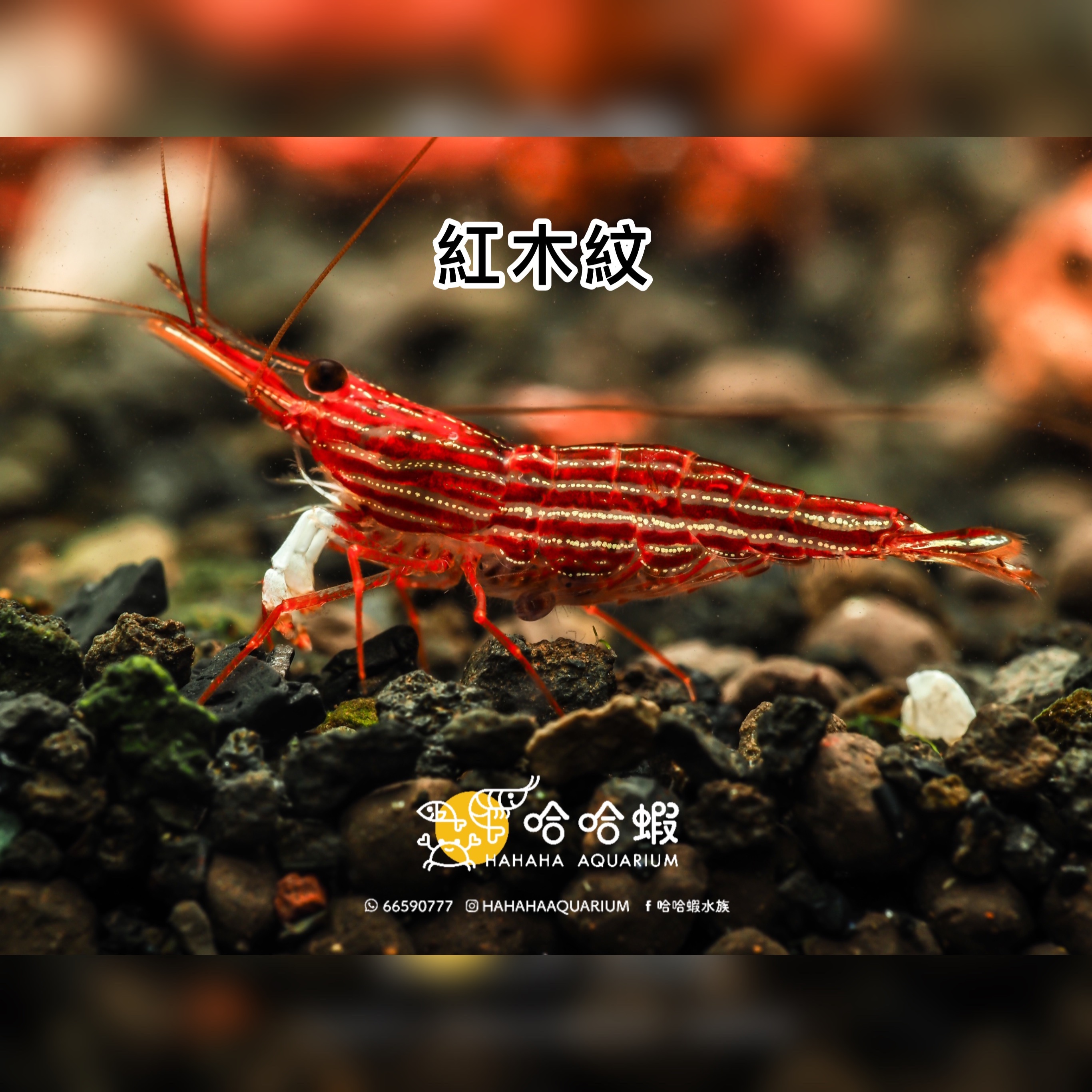 蘇拉威西蝦|紅木紋