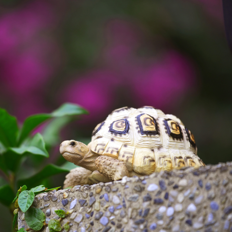 日本 magnet 寵物銀行 【索馬利亞豹龜存錢筒】