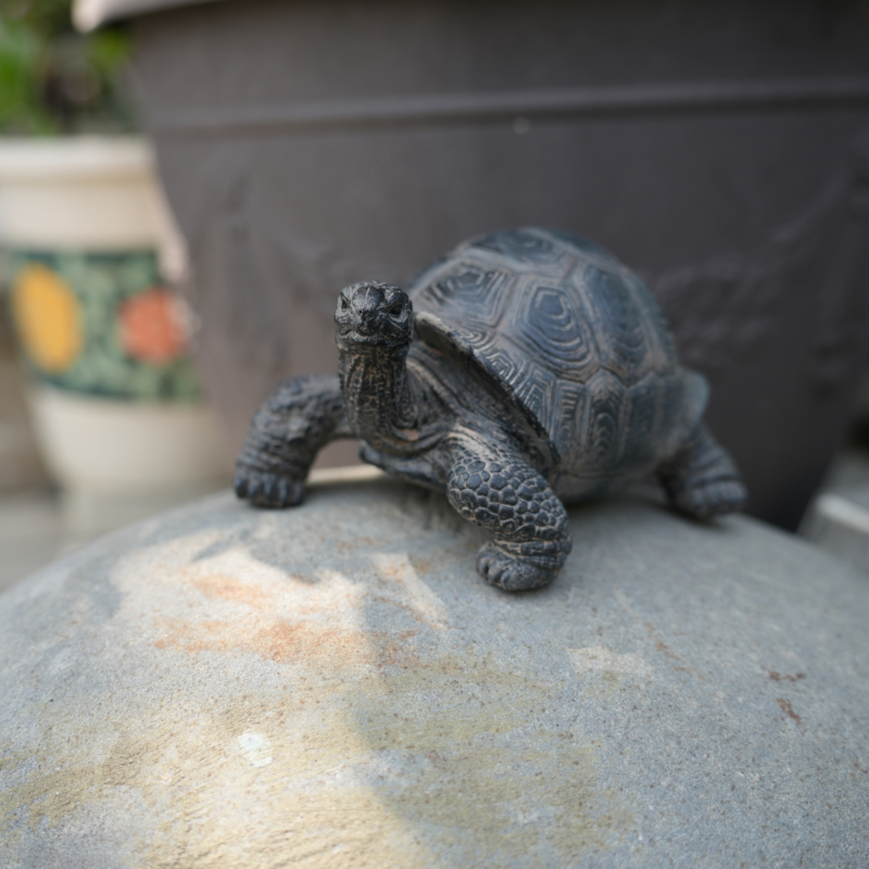 日本 magnet 寵物銀行 【陸龜存錢筒】