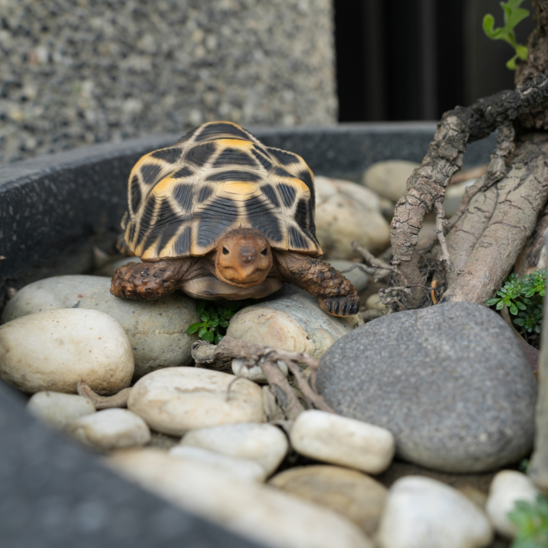 日本 magnet 寵物銀行 【星龜存錢筒】