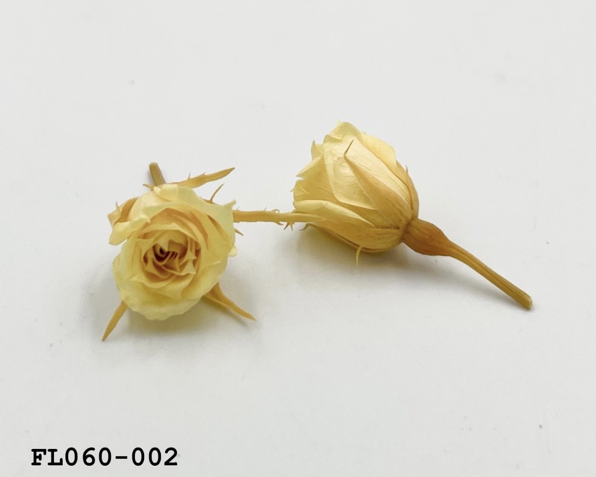 日本不凋拇指玫瑰(20朵) FL060-002