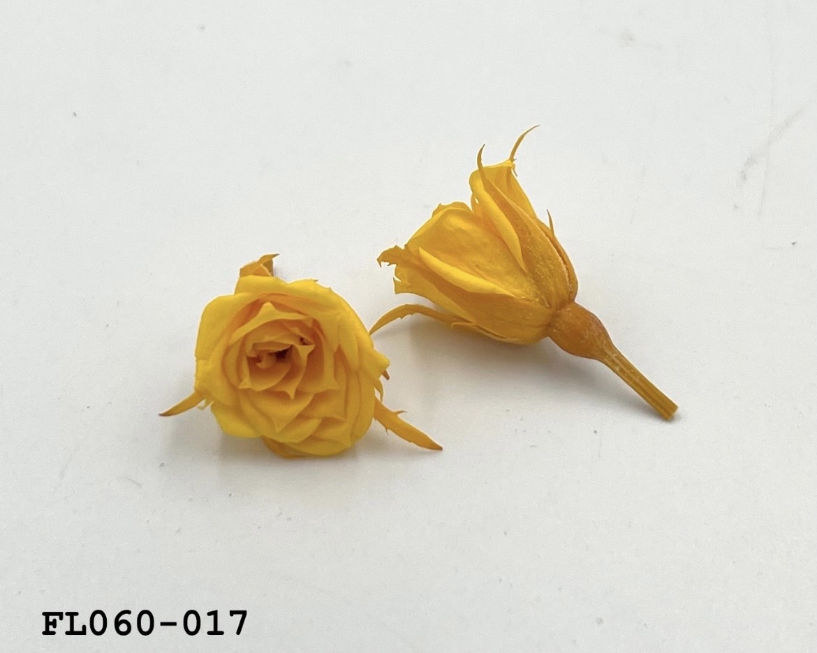 日本不凋拇指玫瑰(20朵) FL060-017