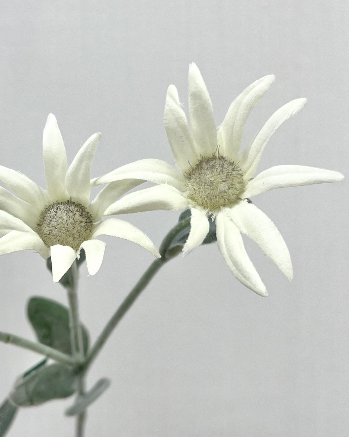 日本擬真花  法蘭絨 FM8778