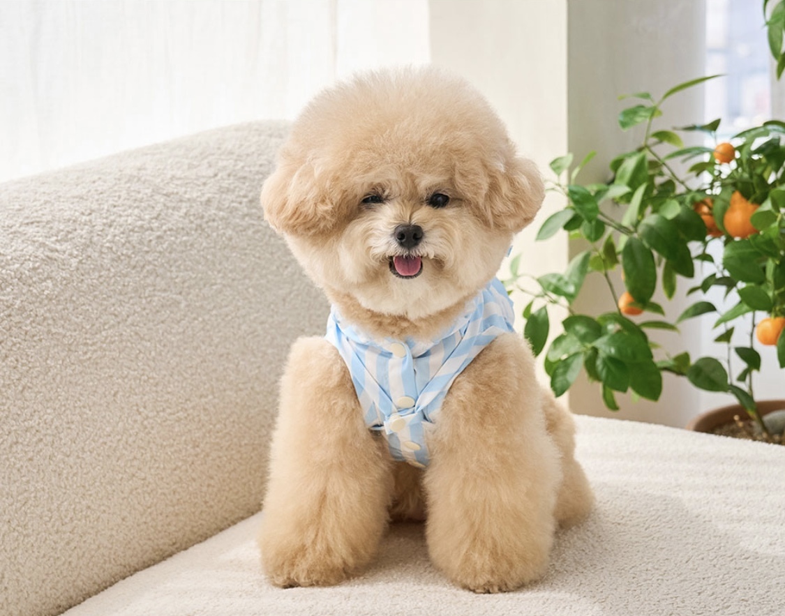 Windbreaker 夏季機能風衣-條紋藍- It’s sunny outside