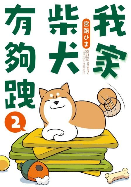 我家柴犬有夠跩 (2)