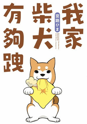 我家柴犬有夠跩