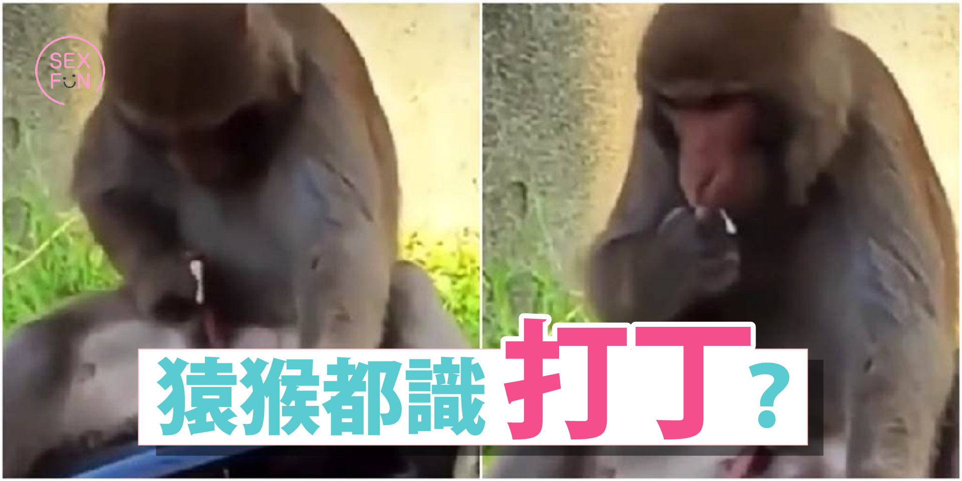 猴子正在握著自己的陰莖自慰中