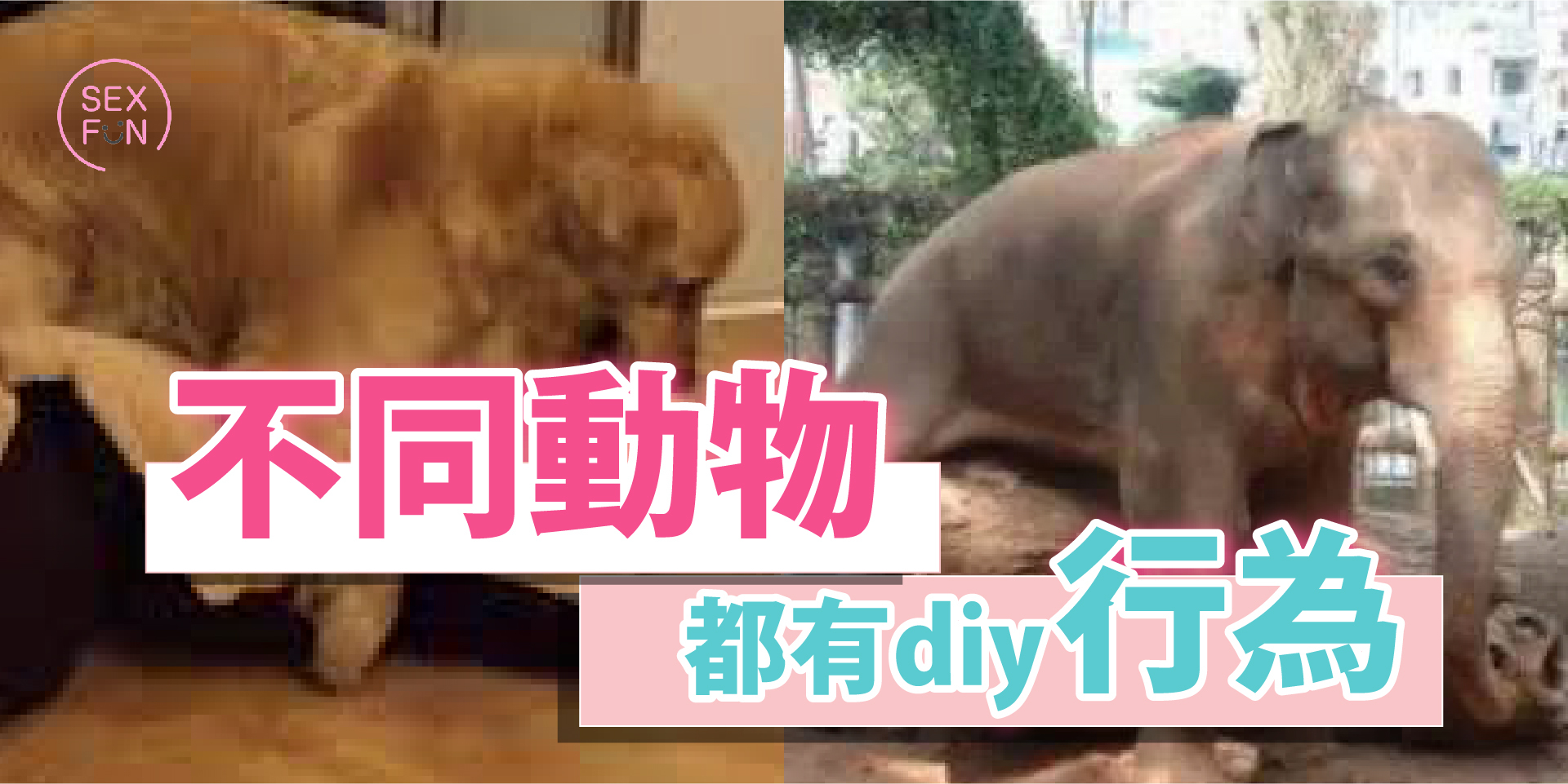 大象和狗狗也有自慰的行為