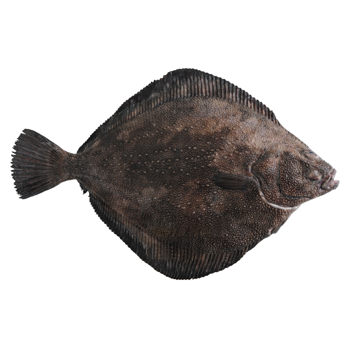 原條鮮魚-鮫鰈 (約3kg)