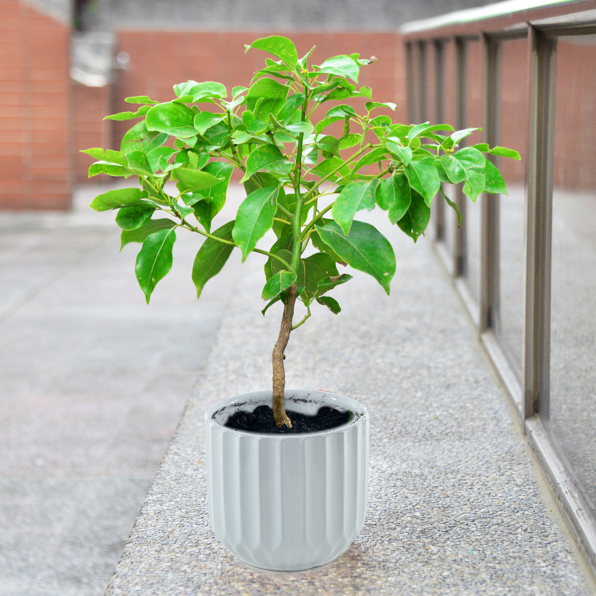 牛樟Stout Camphor Tree
