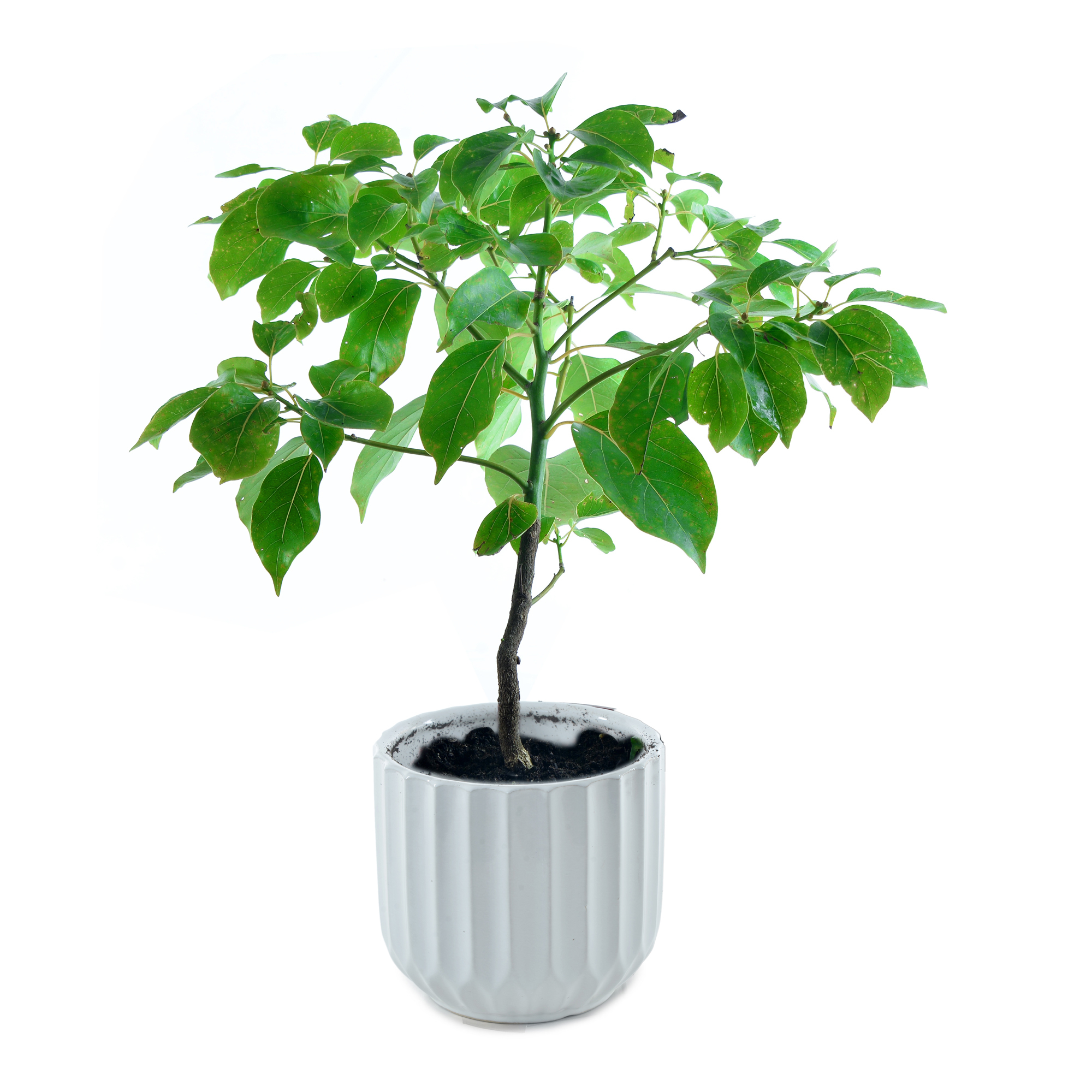 cogu 木製 盆 牛樟Stout Camphor Tree