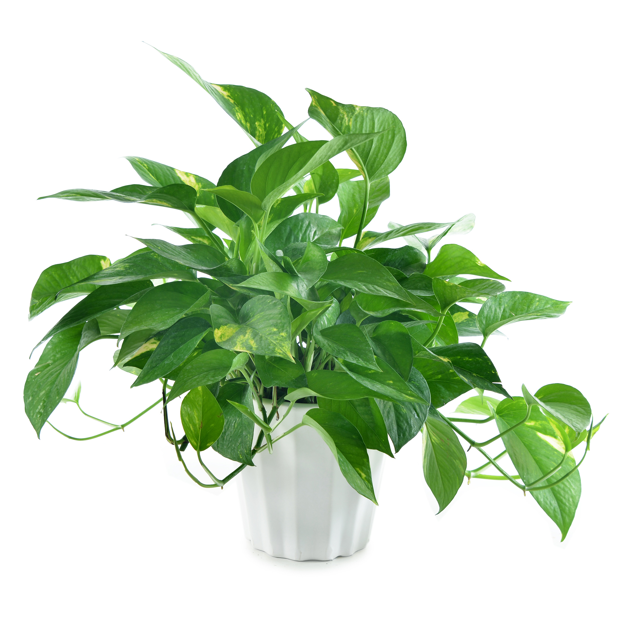 黃金葛(5寸小品盆栽)