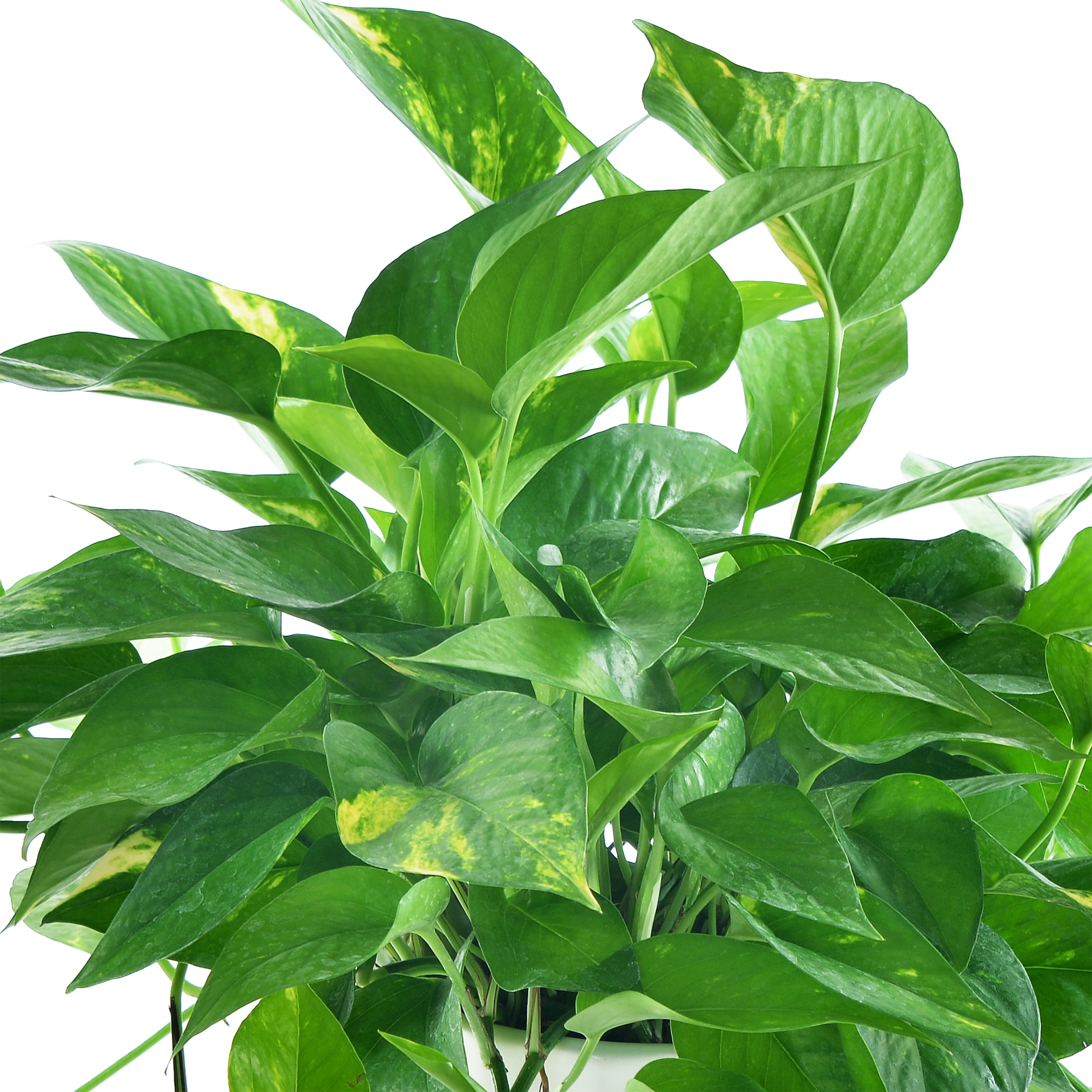 黃金葛(5寸小品盆栽)